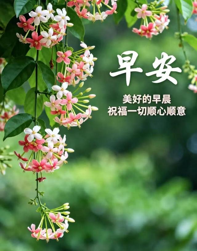 晨光轻抚大地时，那份柔情触动心弦，每个崭新日子都祈愿安宁