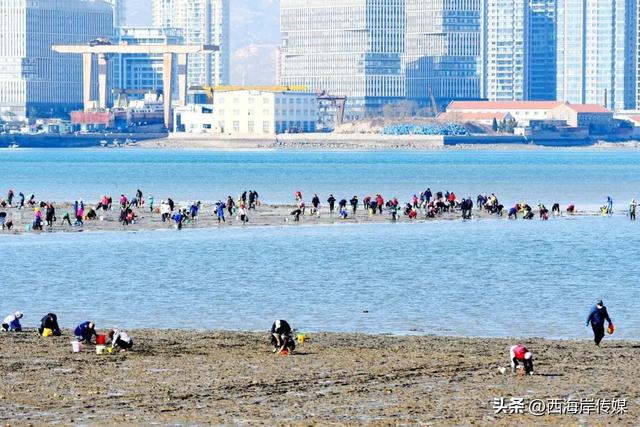 免费！发光！还能捡搭子？！青岛西海岸暑期免费公交专线快来打卡！