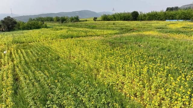 太原市万柏林区：百亩向日葵花海爆红