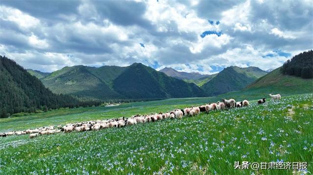 祁连山下冰沟河 生态画卷引客来