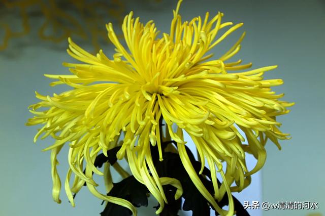 菊花是秋天里绝美的画卷