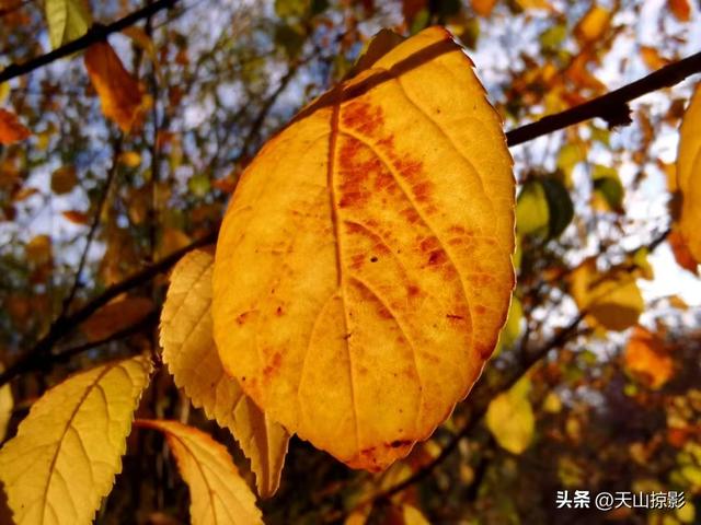 秋天里的童话