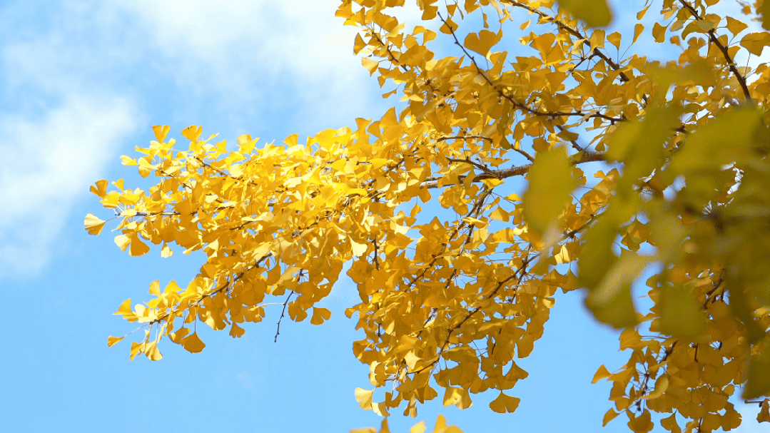 飞阅五华•“杏”运来袭|“云”上赏杏，快来Pick你最心动的“杏”运时刻