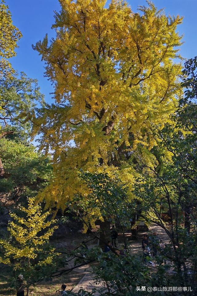 泰安：它是一个藏在泰山群峰间的免费景点，能赏银杏登天梯品清茶