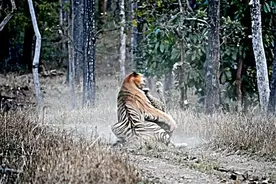 印度发生虎豹大战，280斤母老虎跳上3米高树上，一口咬断豹子脖子图片