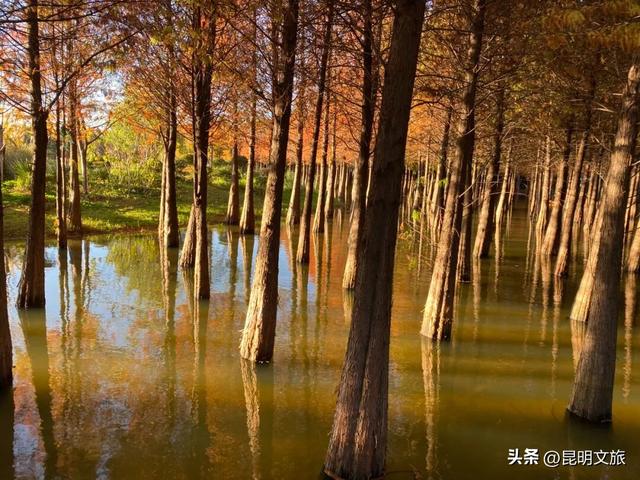 美！美美美！昆明超全水杉打卡地来袭！保姆级攻略快收藏，周末一定要冲~