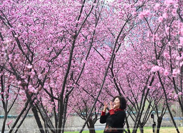 郑州春韵：百花盛放时，邀你共赴春宴