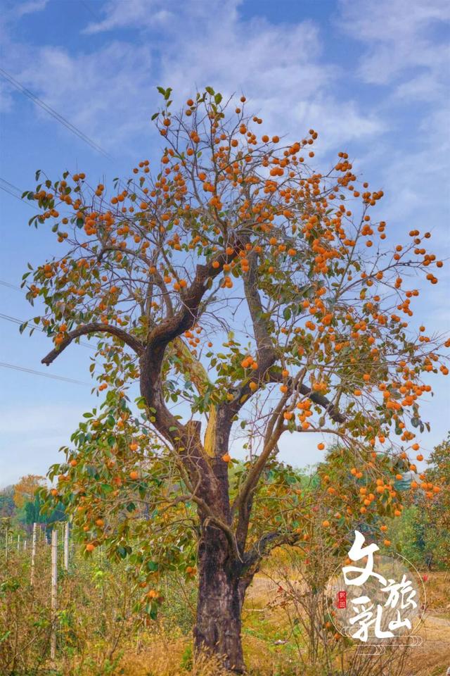 这条「五彩斑斓」的赏秋路线，把秋天都打包给你了！