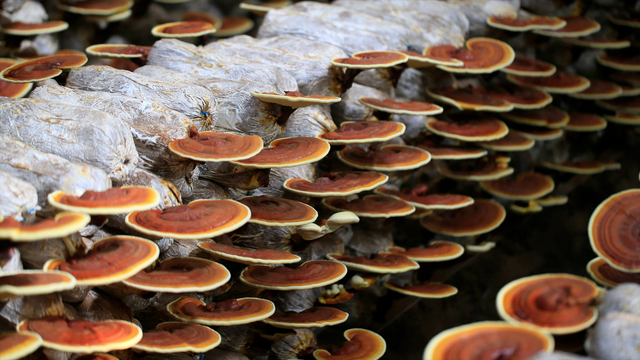 与印度缅甸近在咫尺，藏南小城察隅，现状如何了？