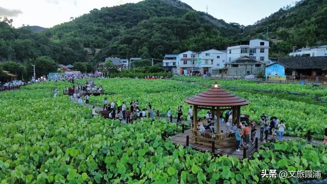 每日一村：霞坪村——荷香漫谷的畲乡秘境，诗画交织的夏日桃源