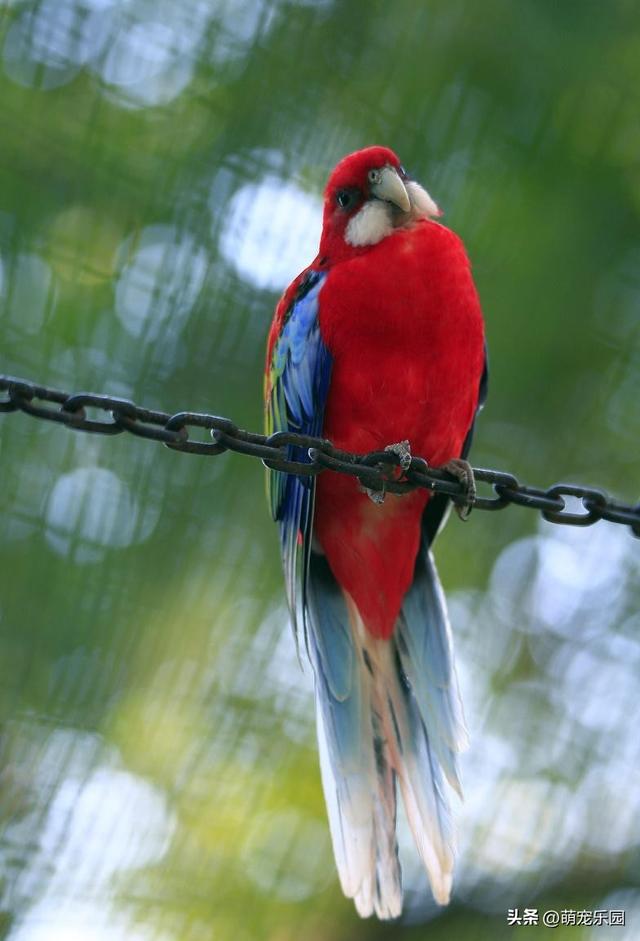 巨石上红绿羽毛闪耀，森林霸主静立姿态，原始力量令人心生敬畏