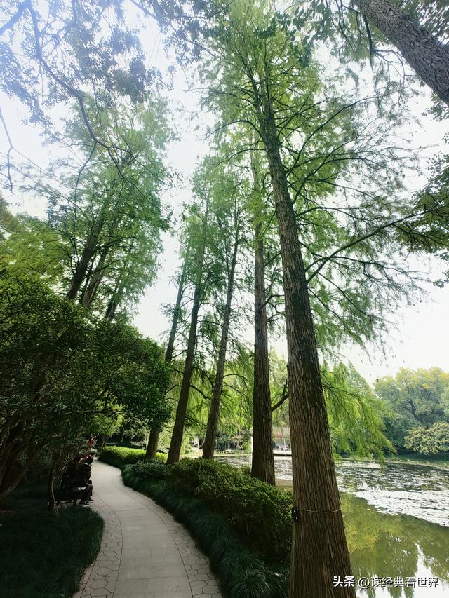 杭州植物园的菊花展——一场关于菊花的饕餮盛宴（一）