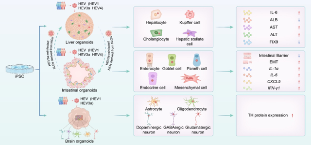 Gut丨王麟/黄维金/吴迪发表类器官模型最新研究进展