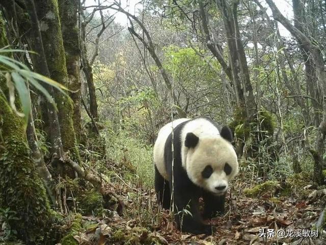 罗斯福兄弟抵达四川穆坪，为猎获大熊猫做准备，意外获得金丝猴。