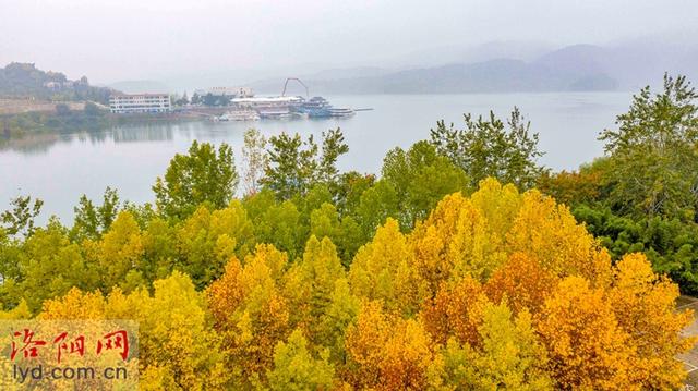 层林尽染黄河岸