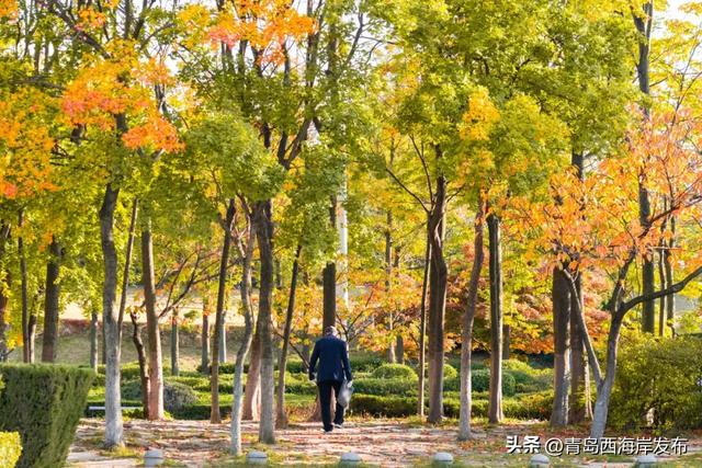 “暂停”秋天,西海岸这8条道路落叶缓扫!