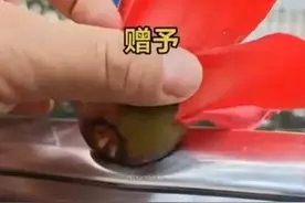 笑不活了！木棉花把车顶砸出一个坑，网友：什么车？我们好避坑图片