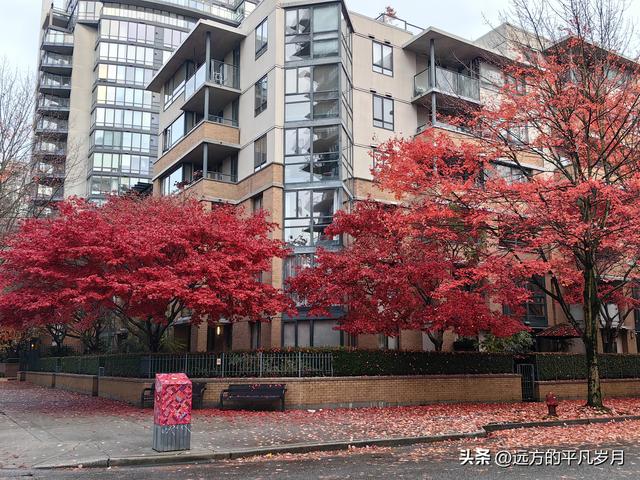 温哥华游记（六）