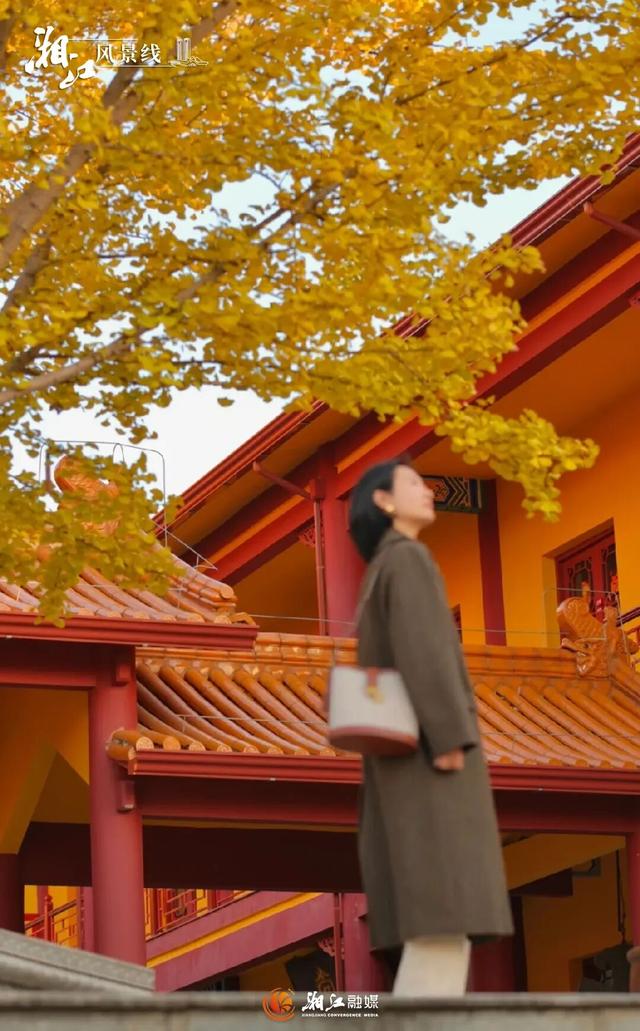 长沙银杏浓度即将达到100%！这波“小确杏”你要接住→