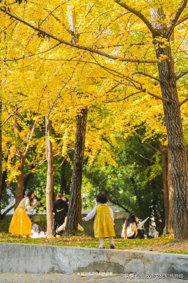 限时绝美！武汉街头颜值巅峰，地铁直达