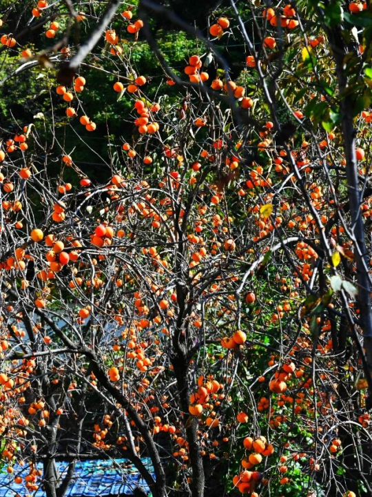 就这一口柿子，盼到冬天了！