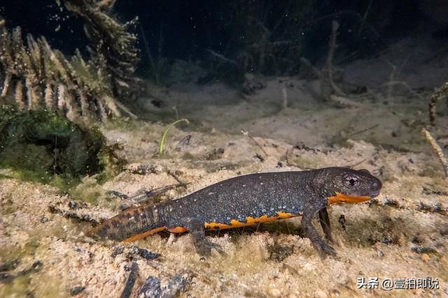 野外仅存600多只！浙江4人徒手抓26只，价值10多万