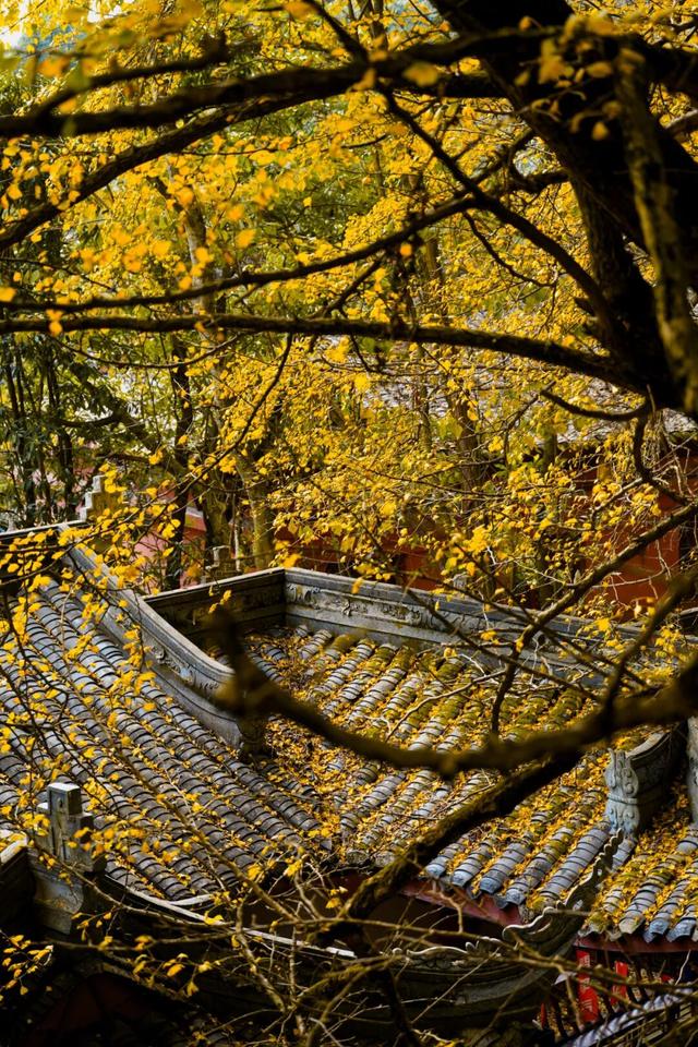 黄了！成都出发1.5h刹拢赏秋秘境，茶海风光无敌，银杏美了上千年！