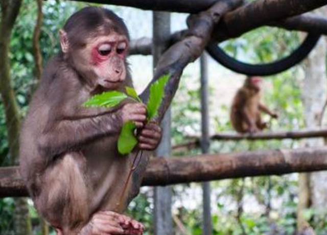 中国人为啥对酸味又爱又恨？一文讲清楚这背后的亿年演化历史