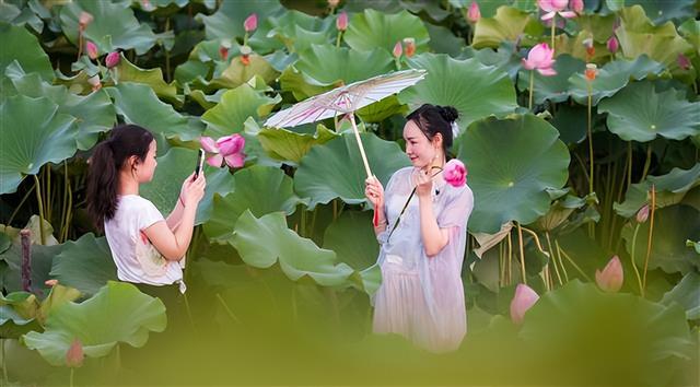 60余亩荷花次第开！双塘村这份夏日美景请查收#重庆垫江