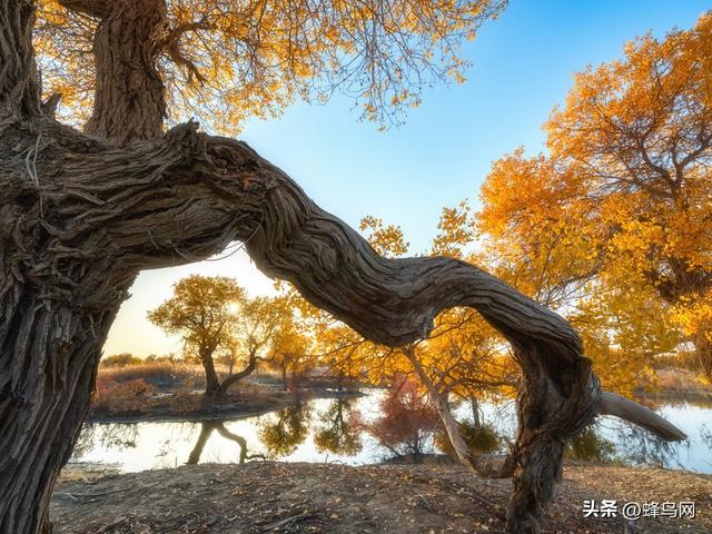南疆寻秋--富士GFX100 II刻画南疆的雪山、沙漠与胡杨