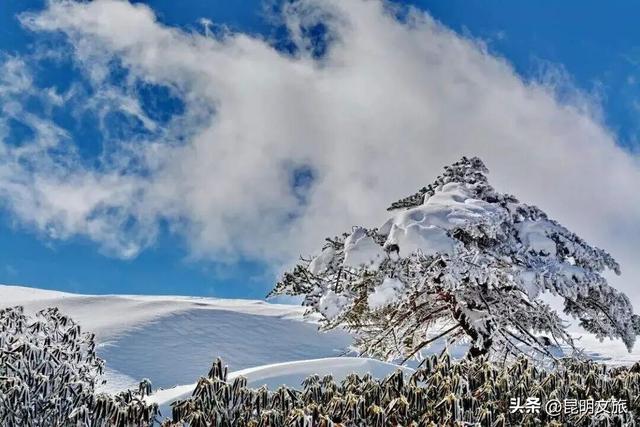 “一站直达”畅游春城，昆明直通车人气爆满！去海晏村、轿子山太方便啦！