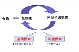 新时代的“胆固醇”----同型半胱氨酸图片