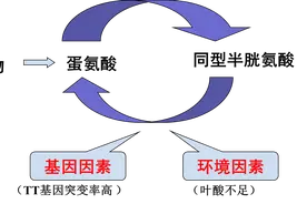 新时代的“胆固醇”----同型半胱氨酸图片