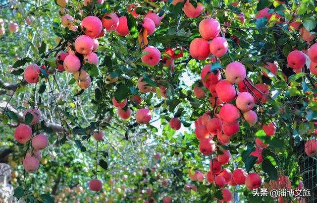 两日超全游玩攻略！秋日沿河而行，淄博这条线路藏着太多宝藏打卡点~