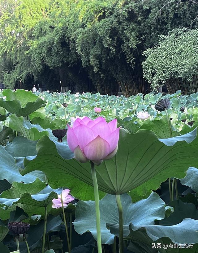 成都第二波荷花开了，环境清凉，比第一波更震撼人心，不要门票！