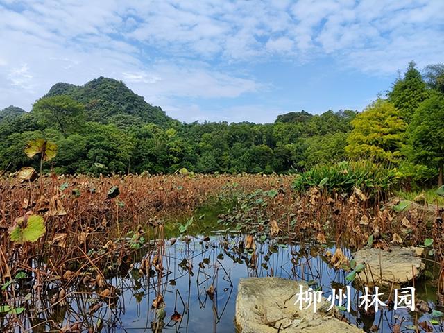 柳州市都乐公园柳湖“残荷听雨”别有韵味