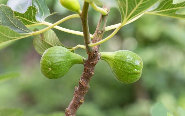 薜荔：从爬藤“活化石”到家居绿墙的养护秘籍