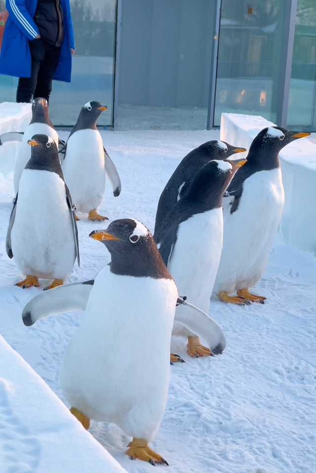 呼和浩特“顶流”，明天正式开放！