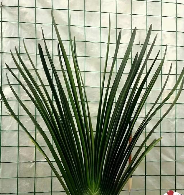 甘肃一大叔，养20年的君子兰长成“巨无霸”，网友：成王成精了！