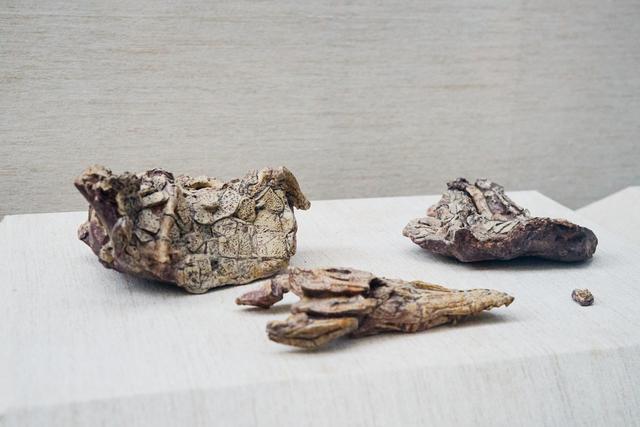 延吉恐龙博物馆，东北第一座恐龙主题博物馆，是亲子研学游好去处