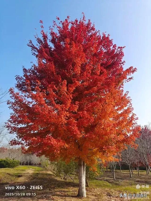 丹枫映秋,枫彩满楼|申艳娟