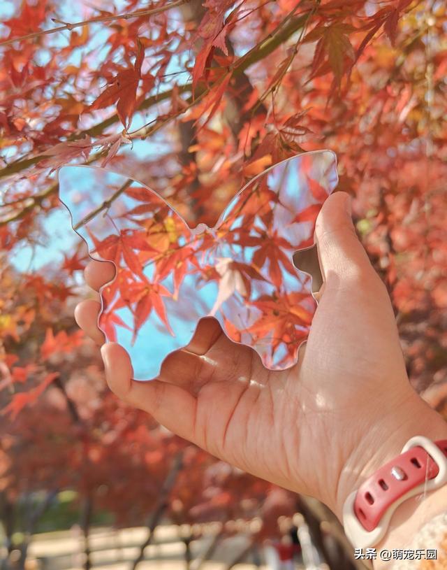 武汉青山公园秋日游，银杏枫树色彩盛宴，独享秋天精彩