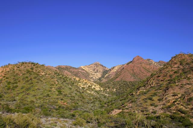 墨西哥岛屿呼唤救援：失去帝王蝶和吸蜜蝠，餐桌会发生什么？