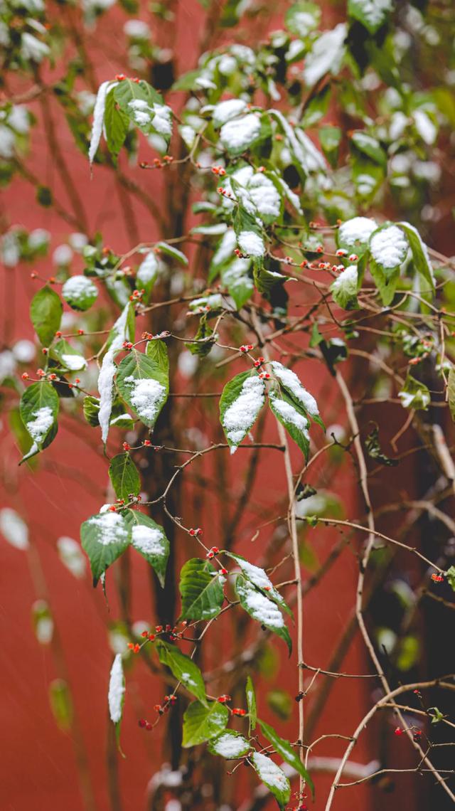 河北衡水：2025年首次降雪，臻园雪景绝绝子！