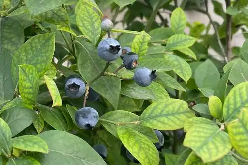生姜是脑梗的“杀手”？医生提醒：若想大脑健康，这4物要多吃