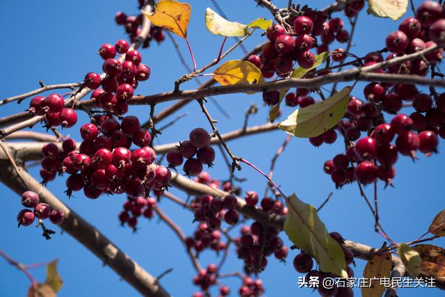 冬日上新！石家庄市公园里海棠果 “染红枝头”，果香伴冬景超治愈