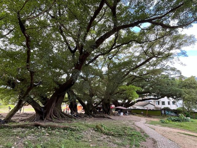 退休夫妻自驾霞浦之杨家溪、榕枫公园、渔井村