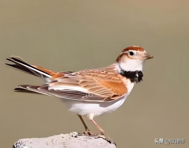 一只都不许抓！甘肃7人捕获40余只，自玩还出售，获刑2年罚21万