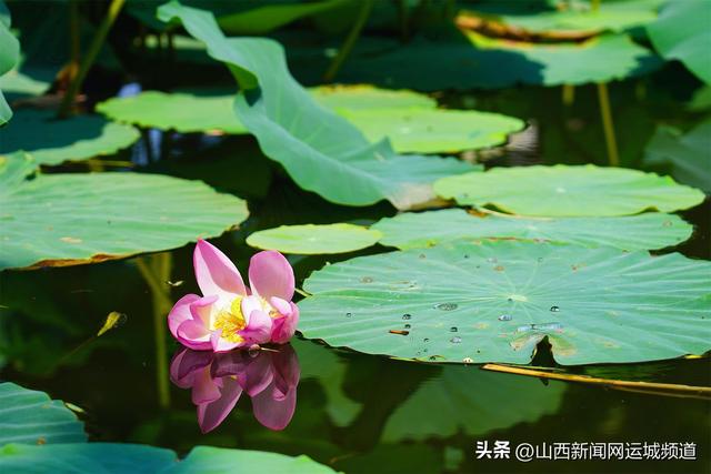 稷山民乐园：荷香满池 共赴夏日“莲”约