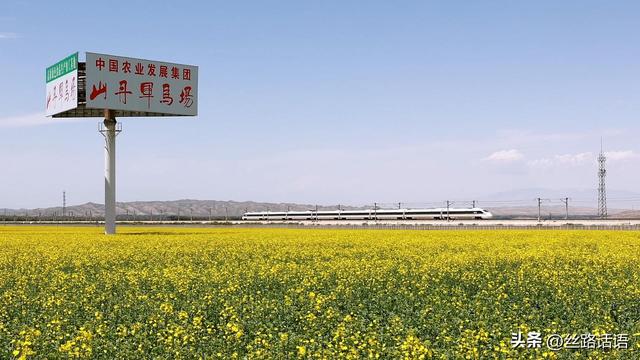 【古韵山丹风悠扬】油菜花开，山丹马场唤你来！